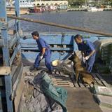 Dubai Customs Introduces an Integrated Training Package for Customs Dogs’ Handlers